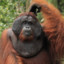 Adult Male Orangutan