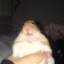 hamster