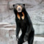 SunBear