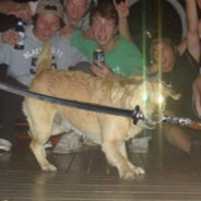 Perro D. Mantequilla