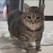 ๏ เ เ ค เ ๏ ๏ ๏