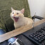 AStonedCat