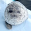 Hanna-