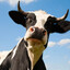 Moow :3