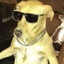 Ace The Dog