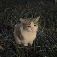 凌晨12点刷新初吻