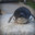 OwO PenguinButt