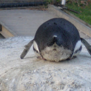 OwO PenguinButt