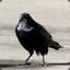 The Peace Crow