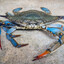 BlueCrab