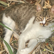 橘子不爱吃橘子