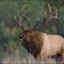 Big Elk