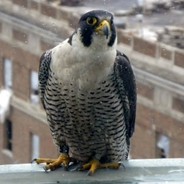 Бухой Ястеб