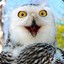 ✞CRAZY_Owl ❉
