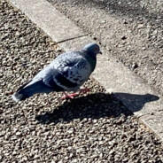 lonely_pigeon