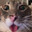 Sir PussyCat