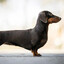 wiener dog