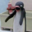 Pingu