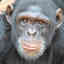 Chimpanzee