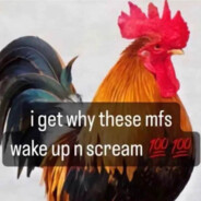 rooster screaming at 2am