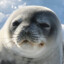 WeddellSeal