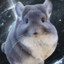 Chinchilla