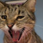 SILLY CAT