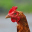 The Chicken