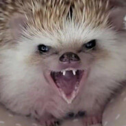 AGGRESIVE QUILLBALL OF RAGE