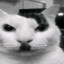 Mr.Kot