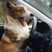 丿偷袈裟的小黑熊🐻