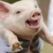 来自银河的火箭队