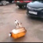 КЕГЛЯ С ПИВОМ ГАВ
