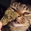 snoop catt