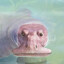 Schpalrbo