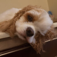 海马（换弹癌版）