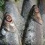 Milkfish Vendor