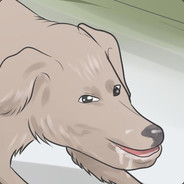 WikiHow Dog