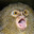 Marmoset
