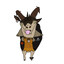 16 WHLR Horse 17M Wide 18M Deep