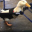 Disabled Duck