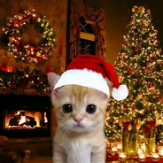 новогодний котик