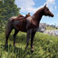 horse