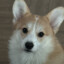 Corgi