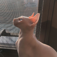 认真白给它不香嘛