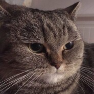 Big Meow - steam id 76561199219760139