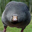 Ducky