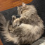kone-
