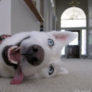 反正输了我背锅