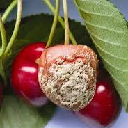 Гнила Черешня